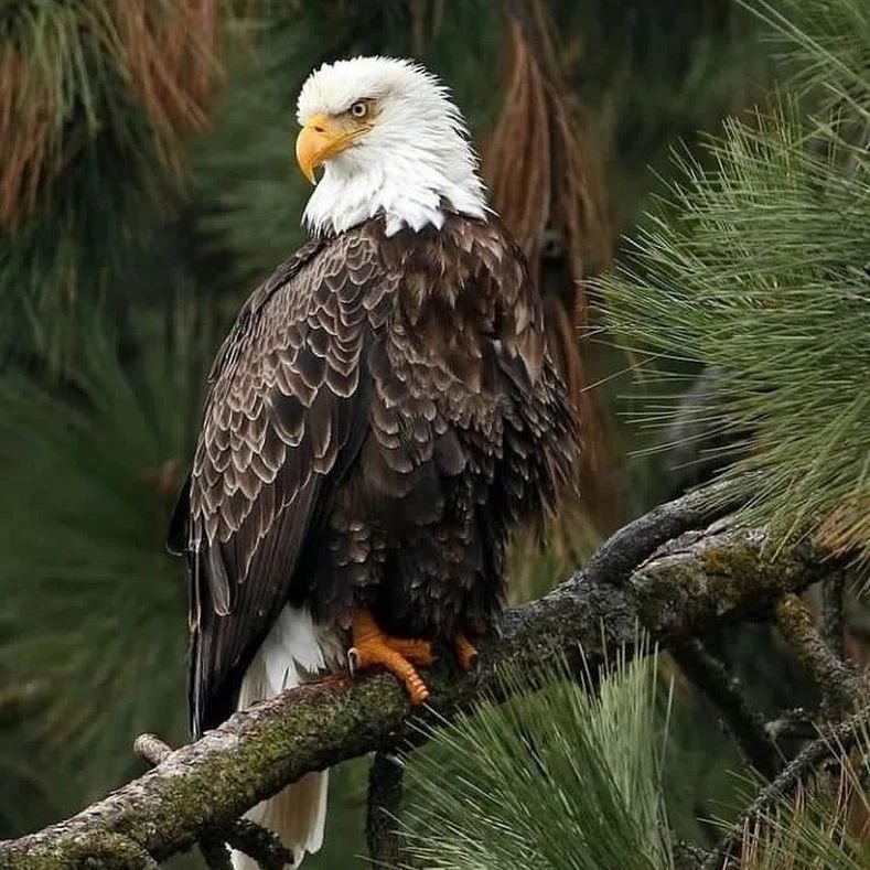 44843459112860057323870571923258992505720877n MY EXOTIC ANIMALS FARM