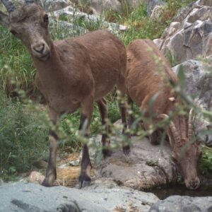 MY EXOTIC ANIMALS FARM