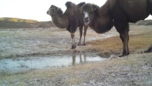 MY EXOTIC ANIMALS FARM