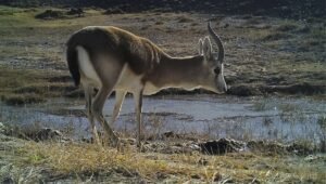 MY EXOTIC ANIMALS FARM