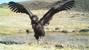 MY EXOTIC ANIMALS FARM