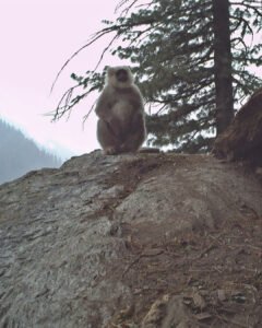 Much of the land was blanketed in melting snow with the threat of avalanches looming overhead 1 MY EXOTIC ANIMALS FARM