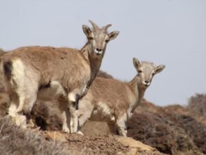 MY EXOTIC ANIMALS FARM